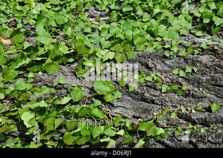 Grünen Efeu wächst am Stamm des Baumes. Hintergrundtextur. Stockfoto