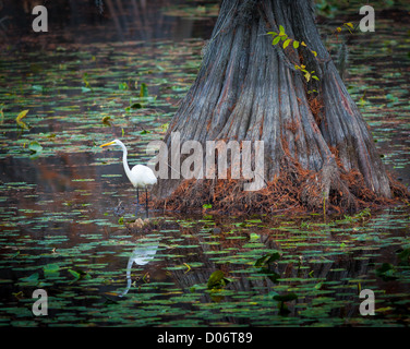 Silberreiher auf Zypresse im Caddo Lake State Park im Osten von Texas Stockfoto