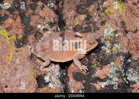 Mehr kurz-gehörnte Eidechse Phrynosoma Hernandesi Huachuca Mountains, Cochise County, Arizona, Vereinigte Staaten von Amerika 4 Oktober Stockfoto