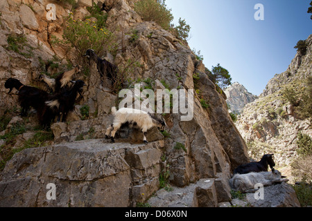 Ziege-Herde mit Kindern auf den Felsen in die Imbros-Schlucht, West Kreta, Griechenland. Stockfoto