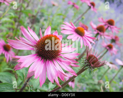 Lila coneflowers (Echinacea purpurea) in einem Feld. Diese Pflanze ist