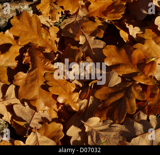 Herbst (Herbst) - Eiche Laub (Laubstreu) liegen auf dem Rasen, Chatsworth House, Bakewell, Derbyshire, England, UK. Farbe Stockfoto