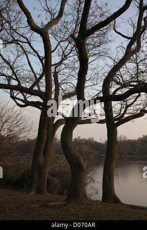 Drei Wächter stehen entlang des Sees im Prospect Park in den frühen Morgenstunden. Brooklyn, NY. Stockfoto