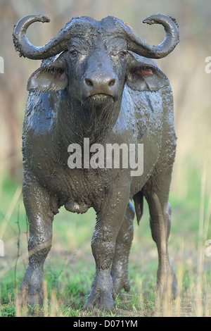 Wasser-Büffel Buffalo Syncerus Caffer Mikumi Nationalpark. Südlichen Tansania. Afrika Stockfoto