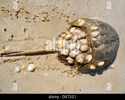 Horseshoe Crab mit Schnecken (Crepidula) an der Schale befestigt. Foto in der Nähe von Villen, New Jersey, Delaware Bay. Krebs war ap Stockfoto