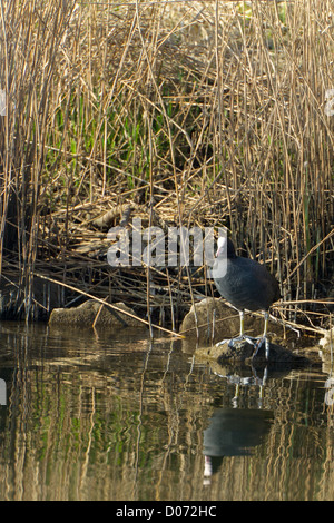 Schwarz Teichhühner sitzt auf einem Stein im Wasser Stockfoto