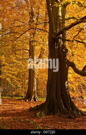 Herbstliche Bäume in Clumber Park, Nottingham, Nottinghamshire, England, UK, EU, Europa Stockfoto