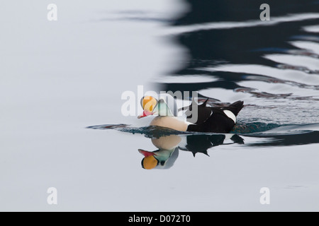 Drake König Eider, Varanger, Finnmark, Norwegen Stockfoto