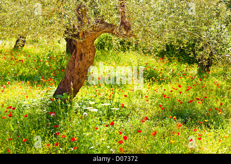 Bild der rote Mohn Blumen Wiese, schönen Blumen Feld mit Olivenbaum, Landschaft, grünen Rasen in den Wald Stockfoto