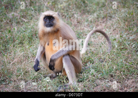 Graue Languren im Ranthambore Nationalpark, Rajasthan, Indien. Stockfoto