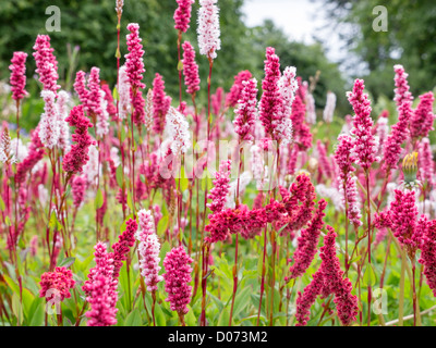 Rosa und rote Knotwood (Persicaria Affinis vorher bekannt als Polygonum affine) Blüten in einem schottischen Garten. Stockfoto