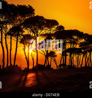 Bild von schönen Bäumen auf Sonnenuntergang, Wald über orange Sonnenuntergang, Silhouette der Baum am Sonnenaufgang am Morgen, warme Herbstwetter Stockfoto