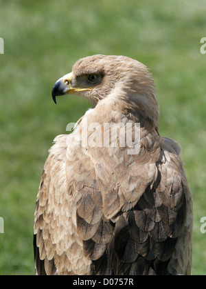 Tawny Adler, Aquila Rapax, Accipitridae. Afrika und Süd-West-Asien. Stockfoto