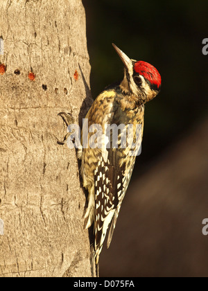 Yellow-Bellied sapsucker (Sphyrapicus varius), neue Löcher in Coconut Palm trunk sap für Essen und locken Insekten Nahrung zu ergänzen zu extrahieren Stockfoto