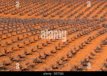 Typischer Weinberg in Castilla La Mancha, Spanien im winter Stockfoto