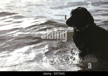 Labrador Retriever holen einen Stick von Lake Windermere im Herbst Stockfoto