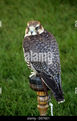 Peregrine Sakerfalken (männlich). Ein kreuzen zwischen einem Sakerfalken (Falco Cherrug) und ein Wanderfalke (Falco Peregrinus). Stockfoto