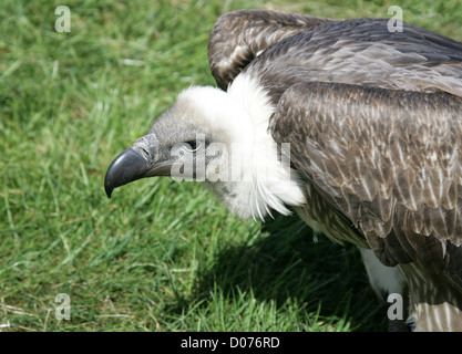 Weißrückenspecht Geier, afrikanische Weißrückenspecht Geier, Weißrückenspecht Gänsegeier, abgeschottet Africanus, Accipitridae, Accipitriformes. Stockfoto