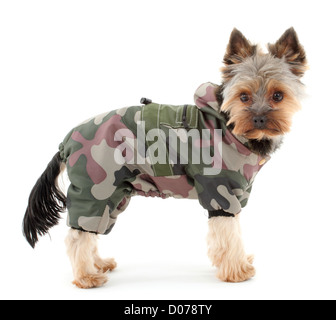 Yorkshire Terrier in Tarnung Winterkleidung, isoliert auf weißem Hintergrund. Stockfoto