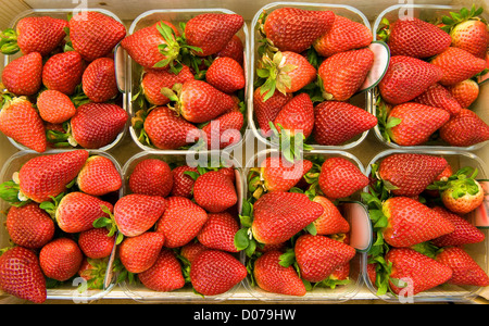 Erdbeeren in Kunststoffeimern auf dem Markt Stockfoto