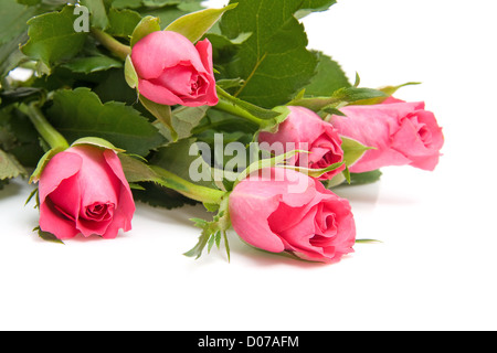 Strauß rosa Rosen in Nahaufnahme auf weißem Hintergrund Stockfoto