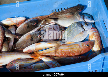 Fangfrischen Fisch in einer blauen Kunststoff-Box zur Marktreife in Paphos Zypern Stockfoto