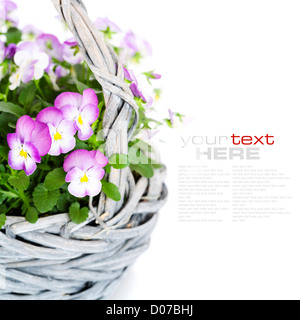 Viola Blumen Stockfoto