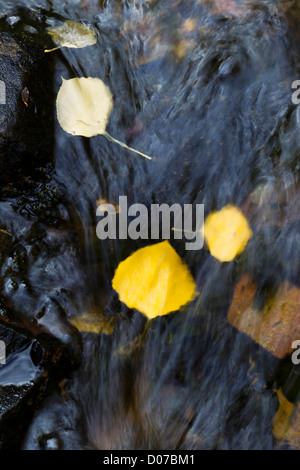 Beben Aspen verlässt im Süden Ponil Bach auf Baldy Berg in den Rocky Mountains von New Mexico Stockfoto