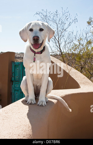 Ein Goldendoodle Welpen sitzen auf einer Adobe-Wand. Stockfoto