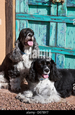 Zwei Cocker Spaniel vor einer alten südwestlichen Stil Tür. Stockfoto