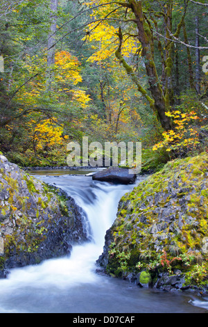 USA, Oregon. Unten-Ahorn (Acer Macrophyllum) durch unbenannte Kaskade auf Eagle Creek in der Columbia-Schlucht. Stockfoto