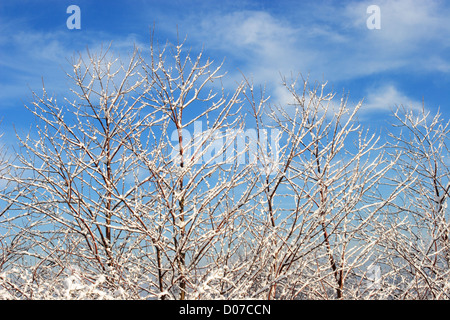 Ästen bedeckt mit Schnee gegen einen blauen Himmel-Nord-Ost England UK Stockfoto