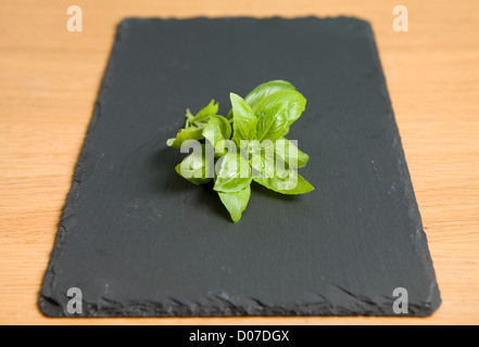 einem Zweig Basilikum auf ein Stück Schiefer Stockfoto