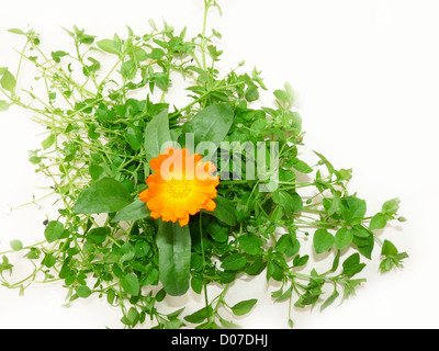 Blume; Orange; Ringelblume; Stellaria; Flora; ein Bouquet; Knospe; Kalender; Postkarten; groß; hell; Symbol; Blätter; Geschenk; Pflanze; Stockfoto