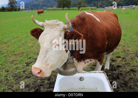 Schweizer Kuh mit Glocke Stockfoto