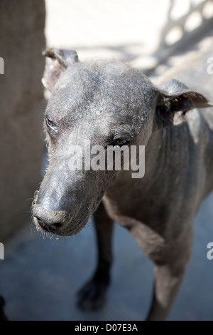 Der Peruanische Nackthund, manchmal genannt die Inka haarlos, wie gesehen in der Nähe der Ruinen von Tucume im Norden Perus in der Nähe von Chiclayo. Stockfoto