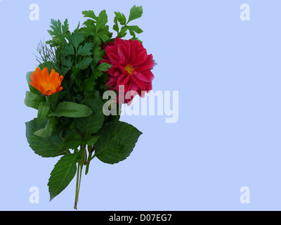 Bouquet; Blüten; Dahlie; Ringelblume; Petersilie; Dill; Himbeere; rot; gelb; Orange; Grün; Blätter; Herbst; Pflanzen; Flora; Stockfoto