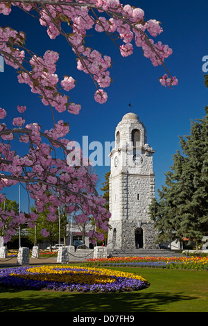 Spring Blossom und Memorial Clock Tower, Seymour Square, Blenheim, Marlborough, Südinsel, Neuseeland Stockfoto