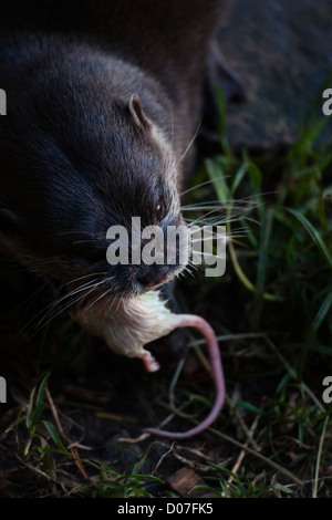 Orientalische kleine Klaue Otter Essen eine Maus im Zoo von Edinburgh. Gefrorene Mäuse als Grundnahrungsmittel. Lebendfutter nicht gestattet.