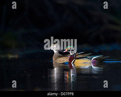 USA, US-Bundesstaat Washington. Sonnendurchflutetes männliche und weibliche Holz Enten (Aix Sponsa) in der Zucht Gefieder auf einem ruhigen, dunklen Teich. Stockfoto