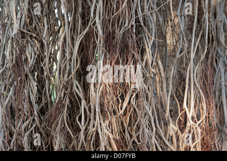 Ficus Benghalensis. Antenne prop Wurzeln eines indischen Banyan Tree Stockfoto