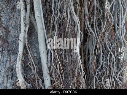 Ficus Benghalensis. Antenne prop Wurzeln eines indischen Banyan Tree Stockfoto