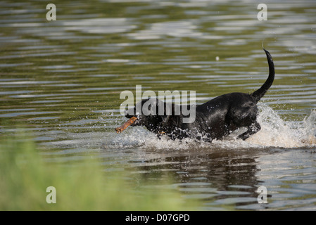 Schwarzer Labrador Hund genießen Sie Wasser in einem Fluss Stick abrufen Stockfoto