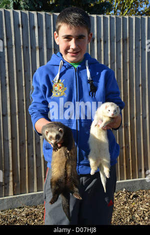 Kleiner Junge hält Haustier Frettchen, Stanwell Moor, Surrey, England, Vereinigtes Königreich Stockfoto