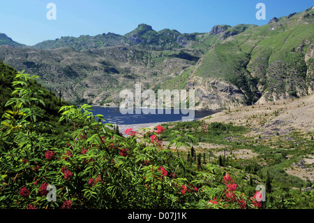 Spirit Lake, Mount St. Helens Wildnis, Washington, USA Stockfoto