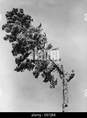 Mann Fällen Baum Stockfoto