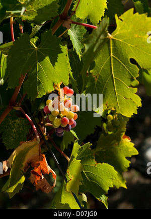 USA, Washington, Columbia Valley. Höhle B Estate Winery ist ein preisgekröntes Boutique-Weingut Stockfoto