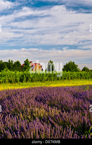 USA, Washington, Walla Walla. Lavendelfelder säumen die Weinberge von a'Maurice Keller und Walla Walla Winzer Stockfoto