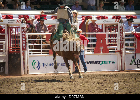 Ein Fahrer klammert sich an sein Pferd während der Calgary Stampede-Veranstaltung vom Juli 2012 Stockfoto