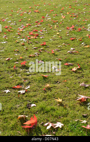 Herbstlaub auf dem Rasen, Stratford-upon-Avon, Warwickshire, England, Vereinigtes Königreich Stockfoto